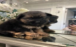 Pomeranian dogs for sale: EXCEPTIONAL LITTER of full pedigree poms  - Image 8