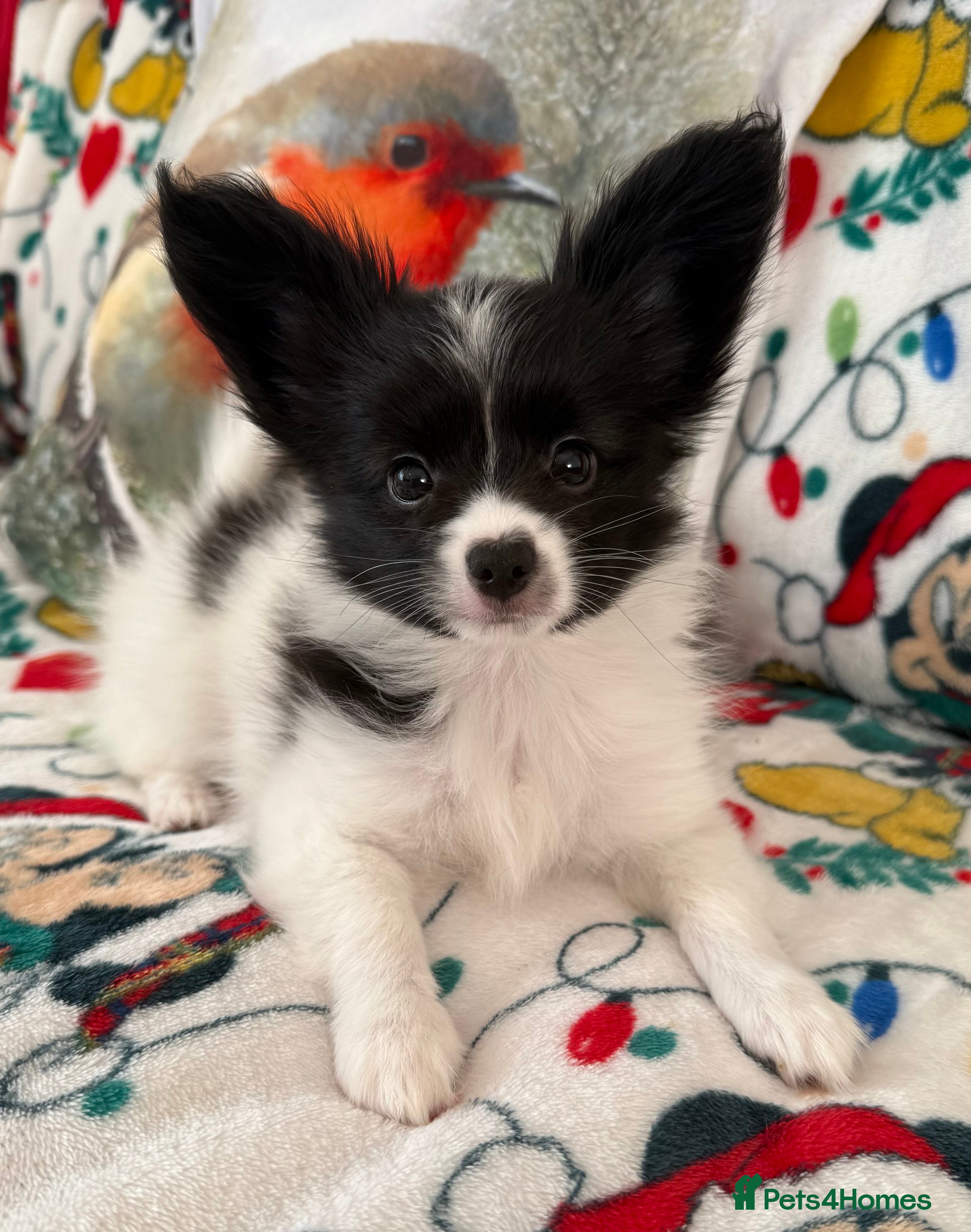 Papillon dogs Beautiful, KC reg, hereditary clear papillon pups - Advert 8