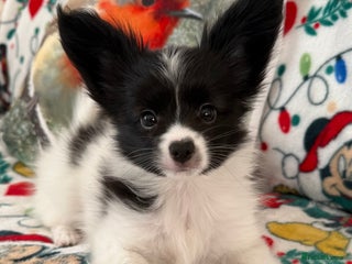 Papillon dogs Beautiful, KC reg, hereditary clear papillon pups - Advert 4