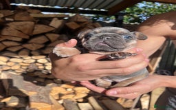 French Bulldog dogs for sale: 🐾 4 Beautiful French Bulldog Puppies 🐾 - Image 13
