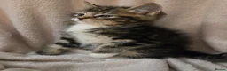 Ragdoll cats for sale: Ragdoll x British Short Hair special kittens  - Advert 8