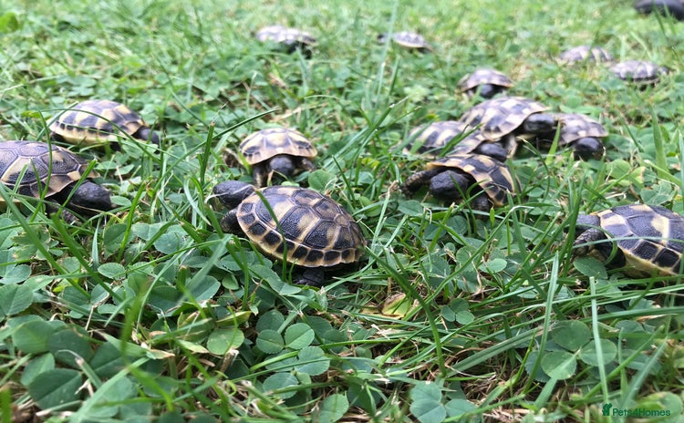 Hermann Tortoise reptiles - Advert 2