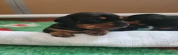 Miniature Dachshund dogs for sale: 3 Stunning Black/Tan Mini Dachshund Girls - Advert 6