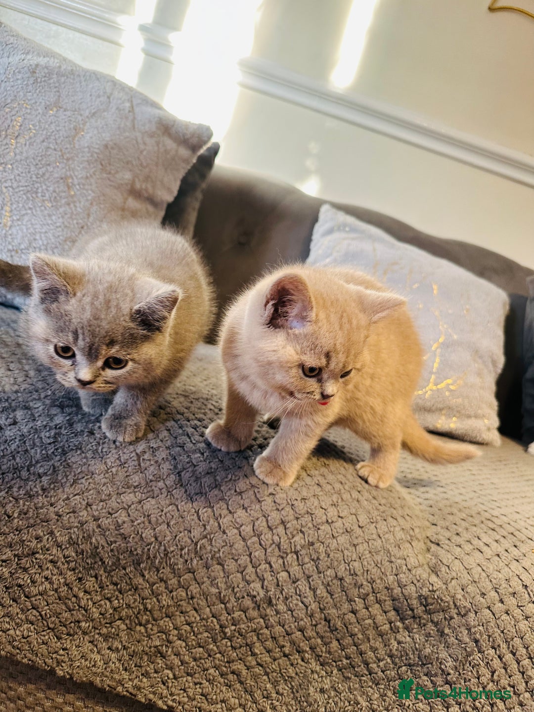 British Shorthair cats for sale: Adorable British shorthair  - Advert 3