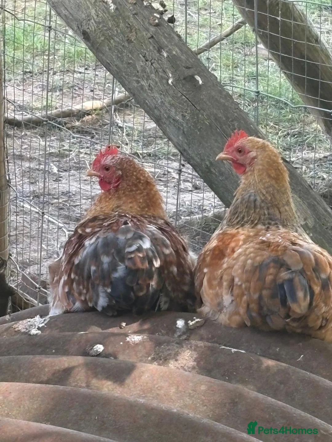 Chickens poultry for sale: Mille Fleur Pekin Bantam Hatching Eggs - Pack of 6 - Advert 2