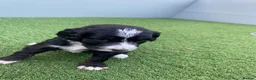 Bernedoodle dogs for sale: Beautiful Tri colour bernedoodle puppies  - Advert 29