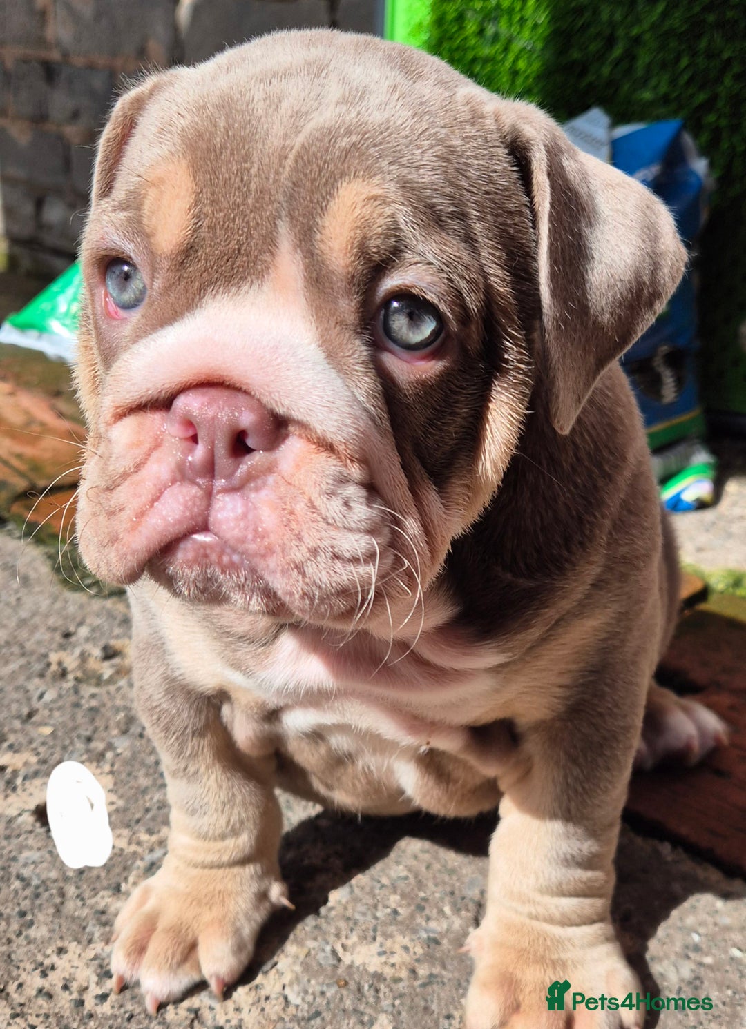 English Bulldog dogs for sale: Final Female English Bulldog available - Image 10
