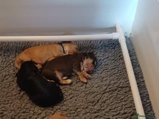 Cocker Spaniel dogs - Advert 9