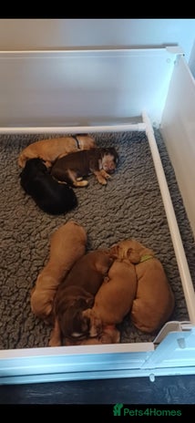 Cocker Spaniel dogs - Advert 12