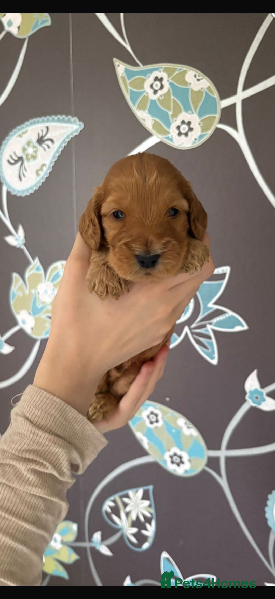 Cockapoo dogs for sale: F1 RARE VILLASPANIOL CHAMPION LINE  COCKAPOOS  - Advert 17