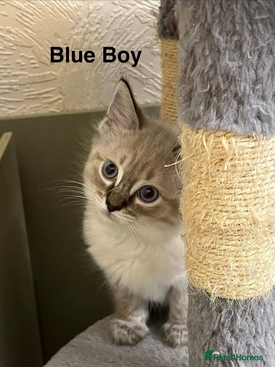 Ragdoll cats for sale: ❤️5 Beautiful Pure Ragdoll Kittens❗️❤️🐈 - Advert 20