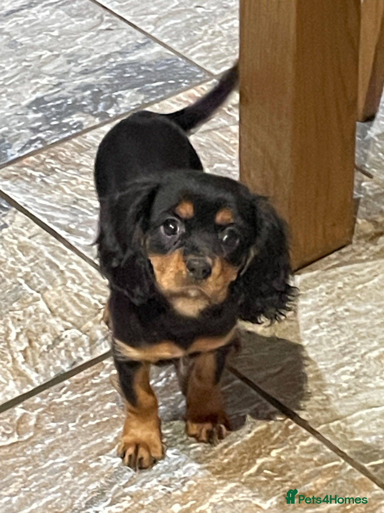 Cavalier King Charles Spaniel dogs Cavalier King Charles puppies - Advert 2