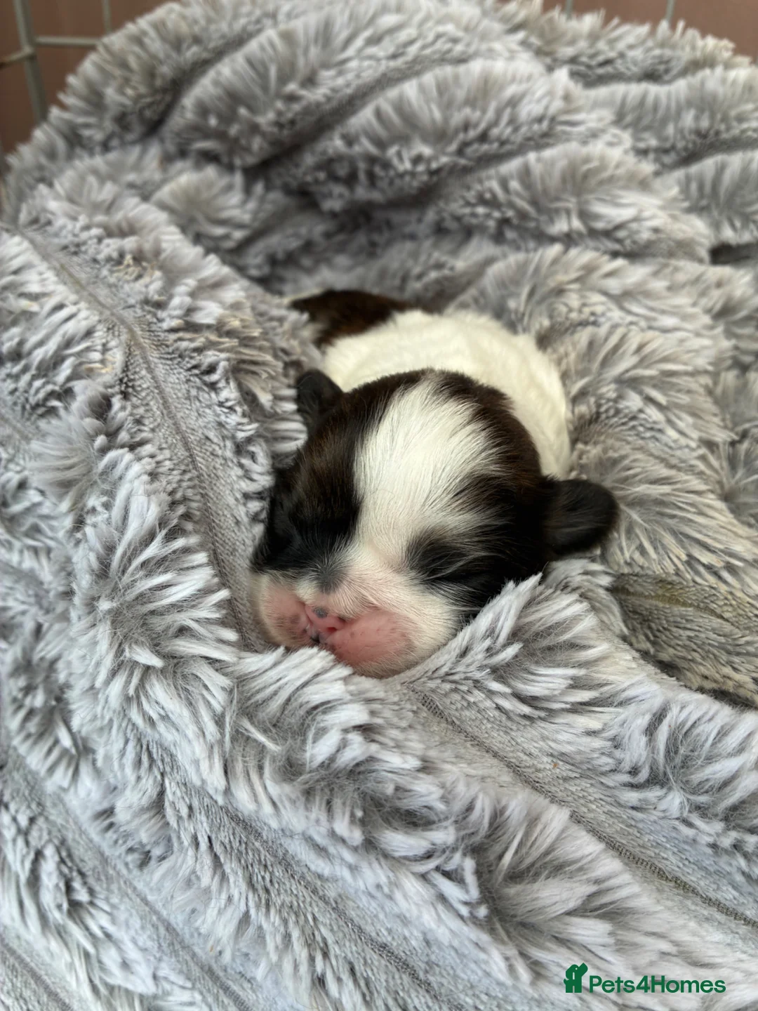 Shih Tzu dogs for sale:   🐾 Puppies Looking for Their Forever Homes  🐾 - Advert 2