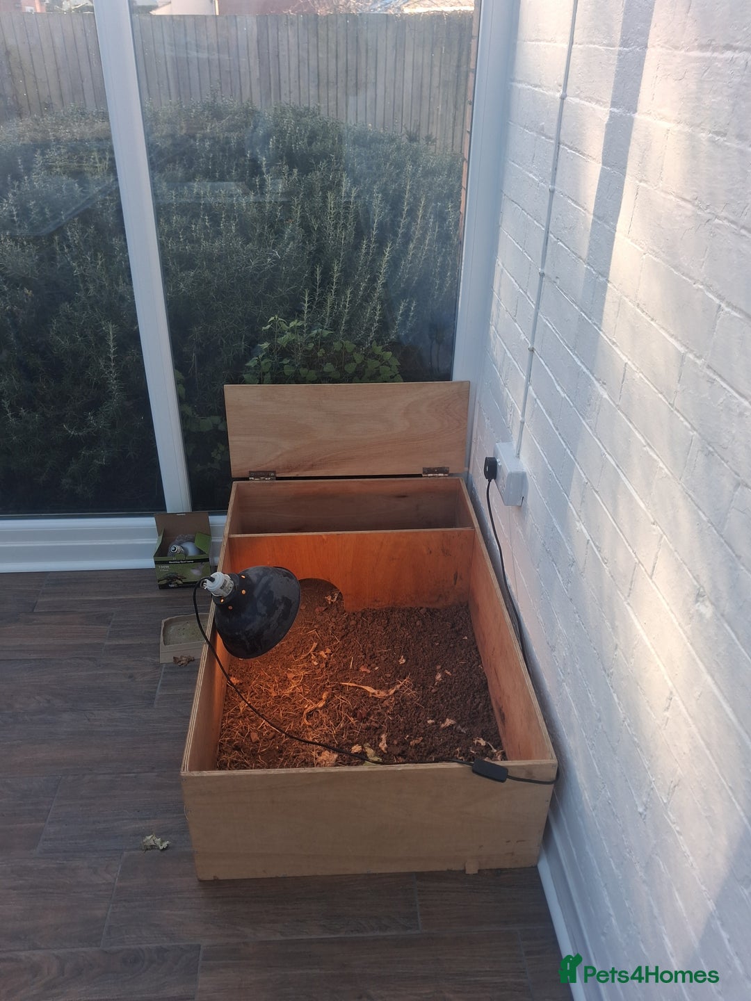 Tortoise reptiles for sale: Tortice for sale- does not hibernate - Advert 8