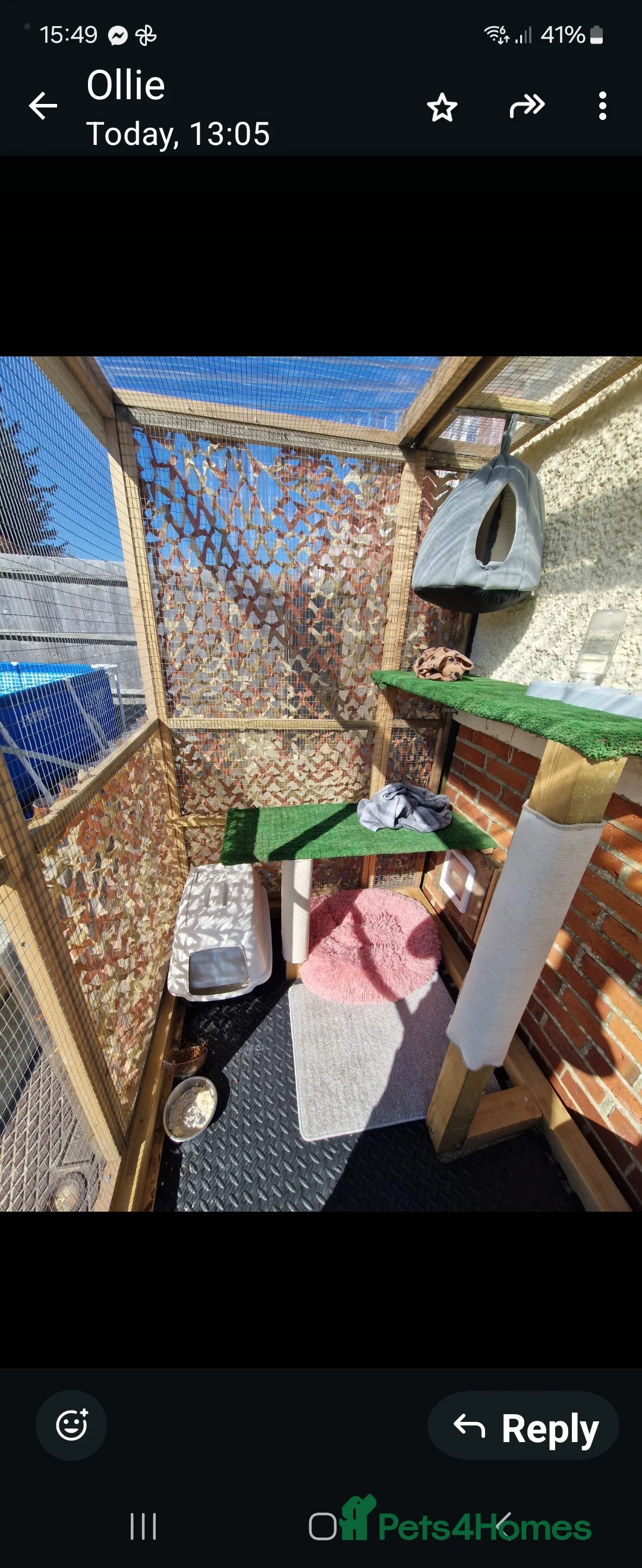 Bengal cats for stud: Proven Snow Bengal for studd in Southampton - Advert 13