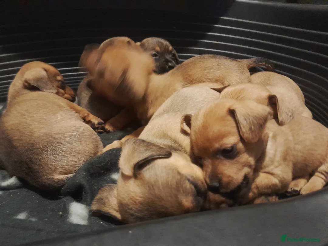 Mixed Breed dogs for sale: Cairn terriers - Advert 26