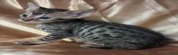 Savannah cats for sale: Super spotty Savannah kittens - Advert 13