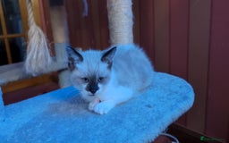 Mixed Breed cats for sale: Ragdoll Cross British Shorthair Kittens - Image 4