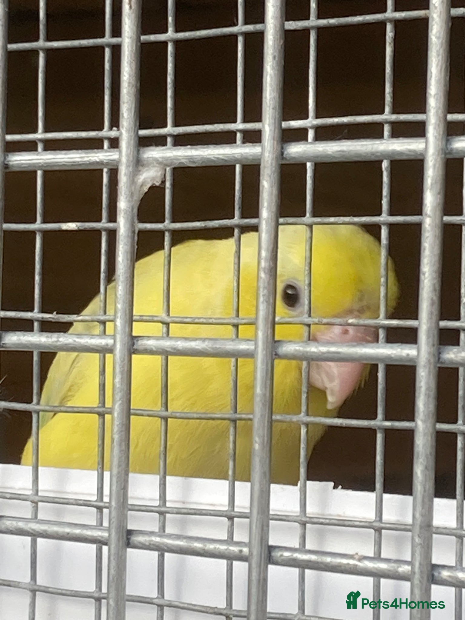 Parakeets birds for sale: Female Parrotlet  - Advert 2
