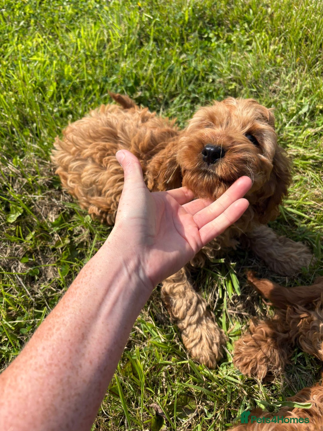 Cockapoo dogs for sale: Red Cockapoos for sale - Image 5