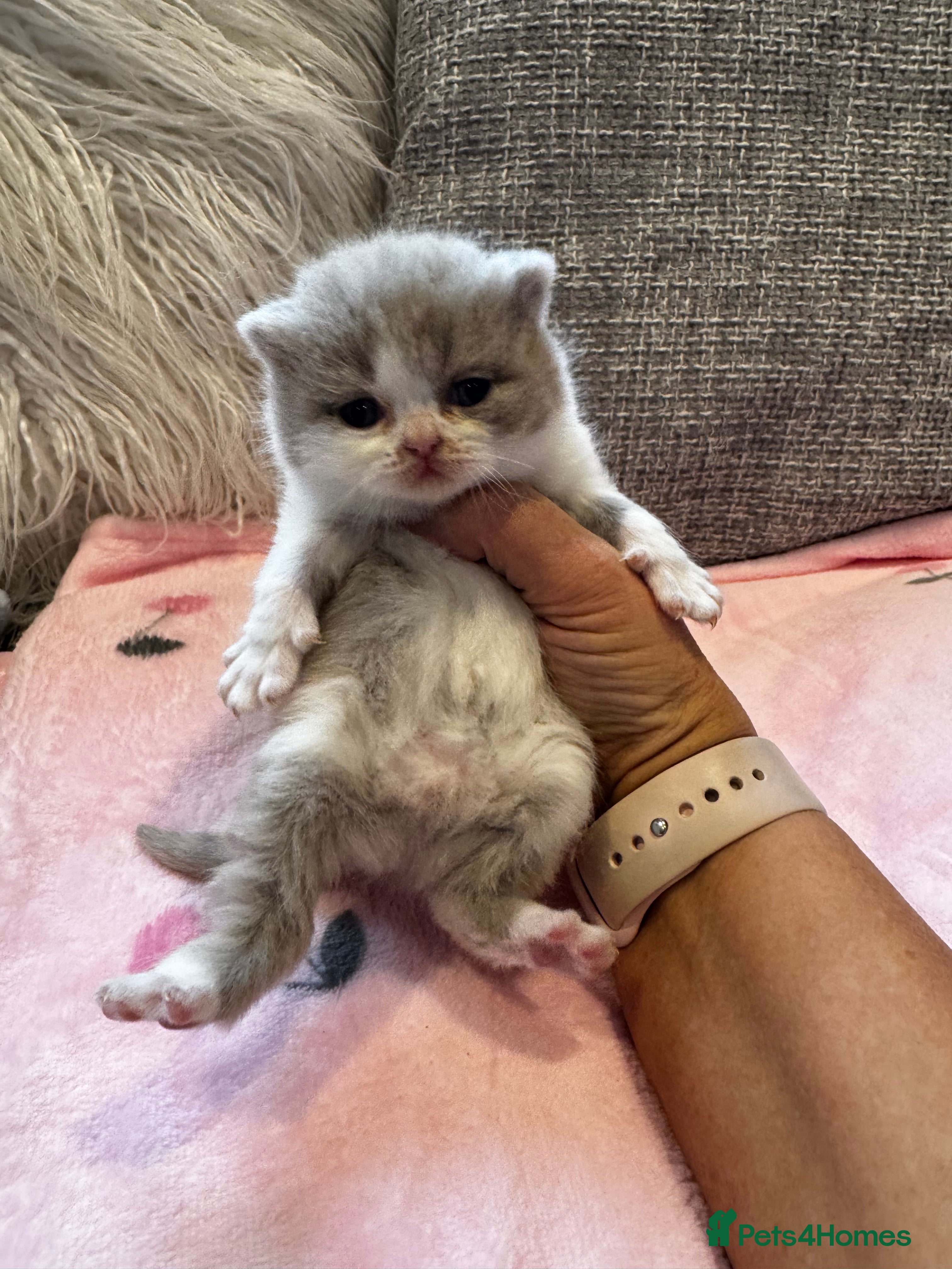 British Shorthair cats Beautiful British Shorthair Kittens - Advert 12