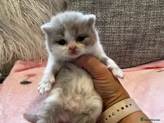 British Shorthair cats Beautiful British Shorthair Kittens - Advert 12