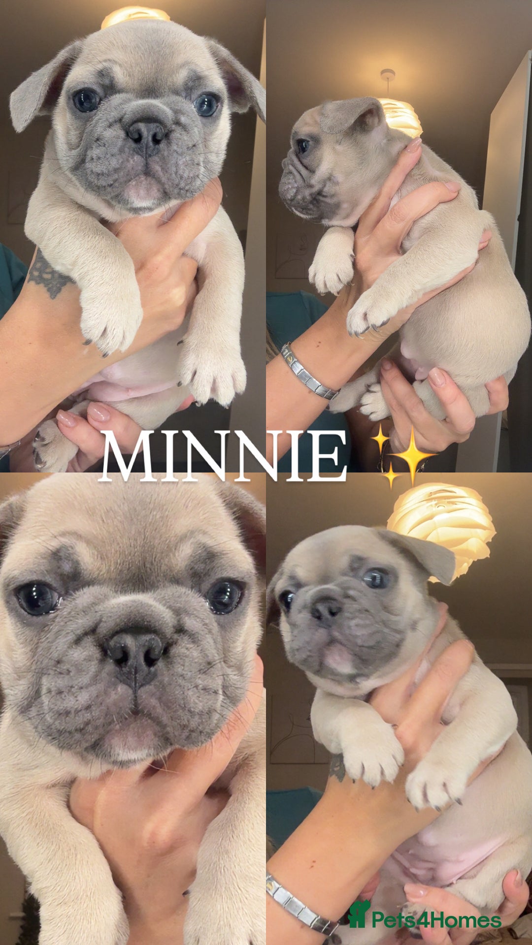 French Bulldog dogs for sale: Beautiful French Bulldog Pups  - Advert 2