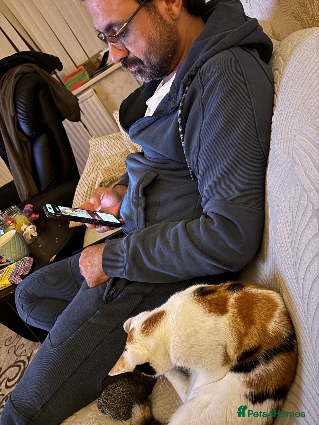 Domestic Shorthair cats for sale: Simba & Nola - Advert 2