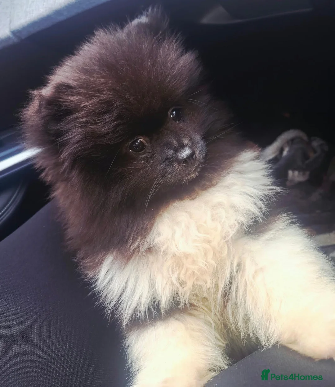 Pomeranian dogs for sale: Pomeranian puppy!! Snickers  - Advert 2