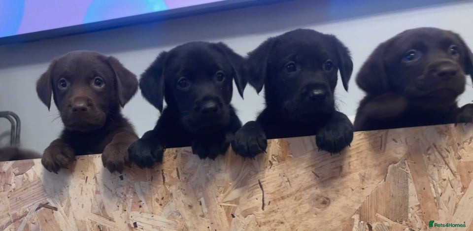 Labrador Retriever dogs Stunning labrador puppiesREDUCED - Advert 13