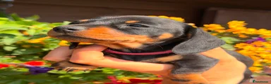 Miniature Dachshund 4