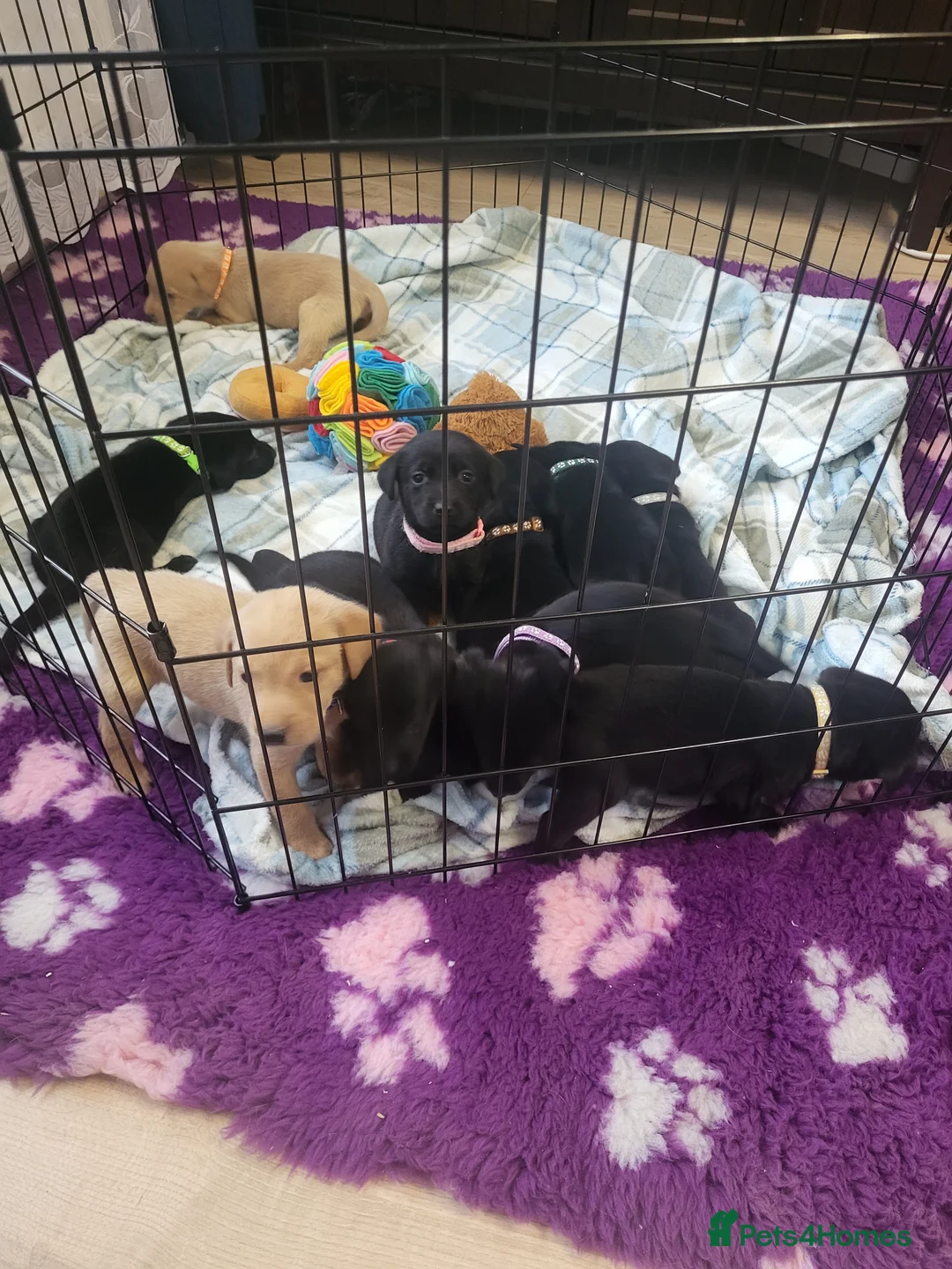 Labrador Retriever dogs for sale: KC registered Labrador Retriever puppies - Advert 2