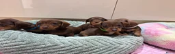 Miniature Dachshund dogs for sale: Chocolate & Tan Miniature Dachshund Pups  - Advert 7