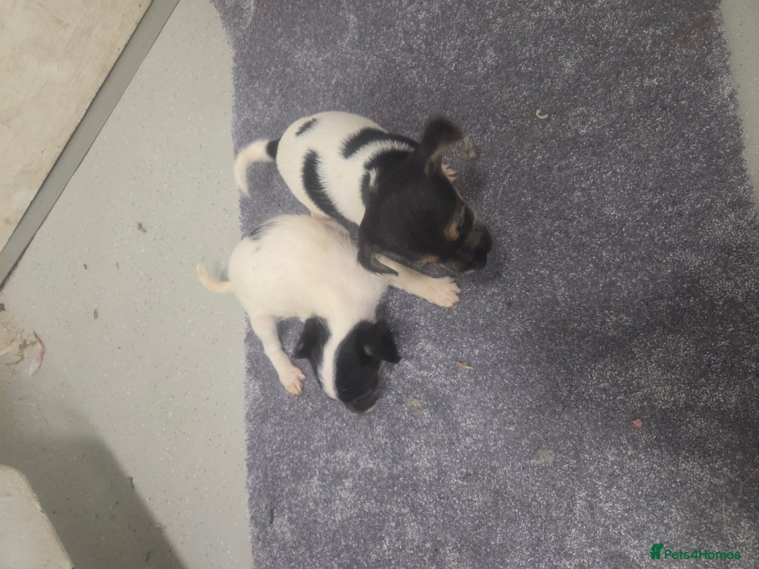 Jack Russell dogs for sale: Jack russell pups  - Image 13