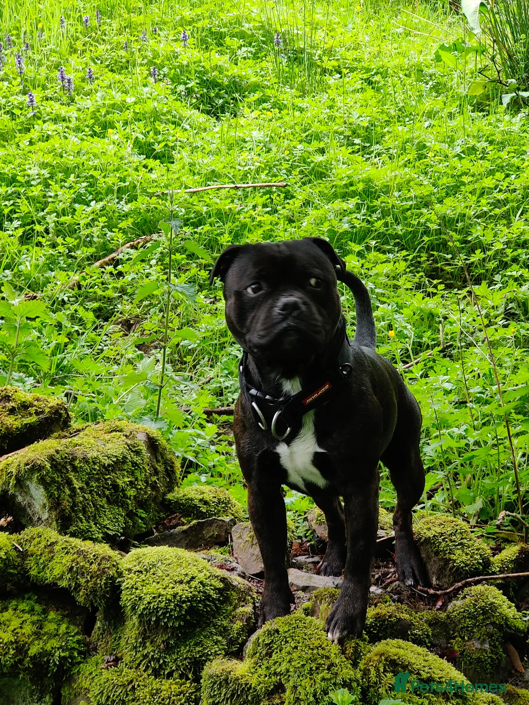 Staffordshire Bull Terrier dogs for stud: Staffordshire Bull Terrier Available for Stud in Accrington - Advert 2