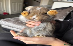 Mixed Breed rabbits for sale: Bunnies for sale  - Image 6