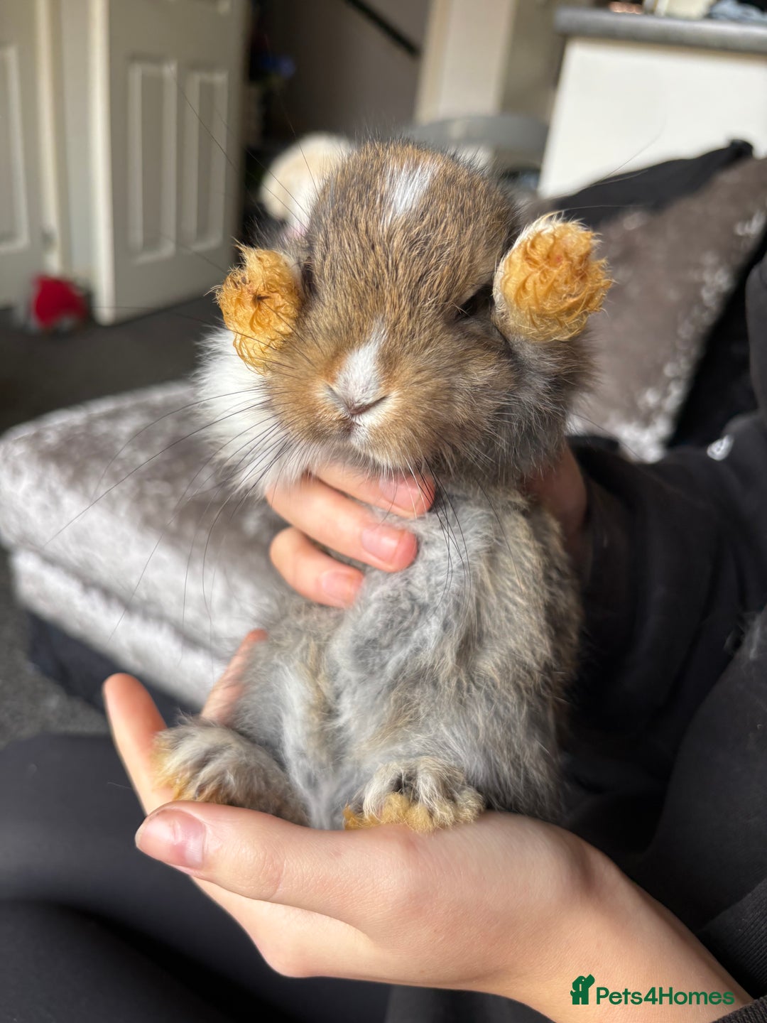 Mixed Breed rabbits for sale: Bunnies for sale  - Image 6