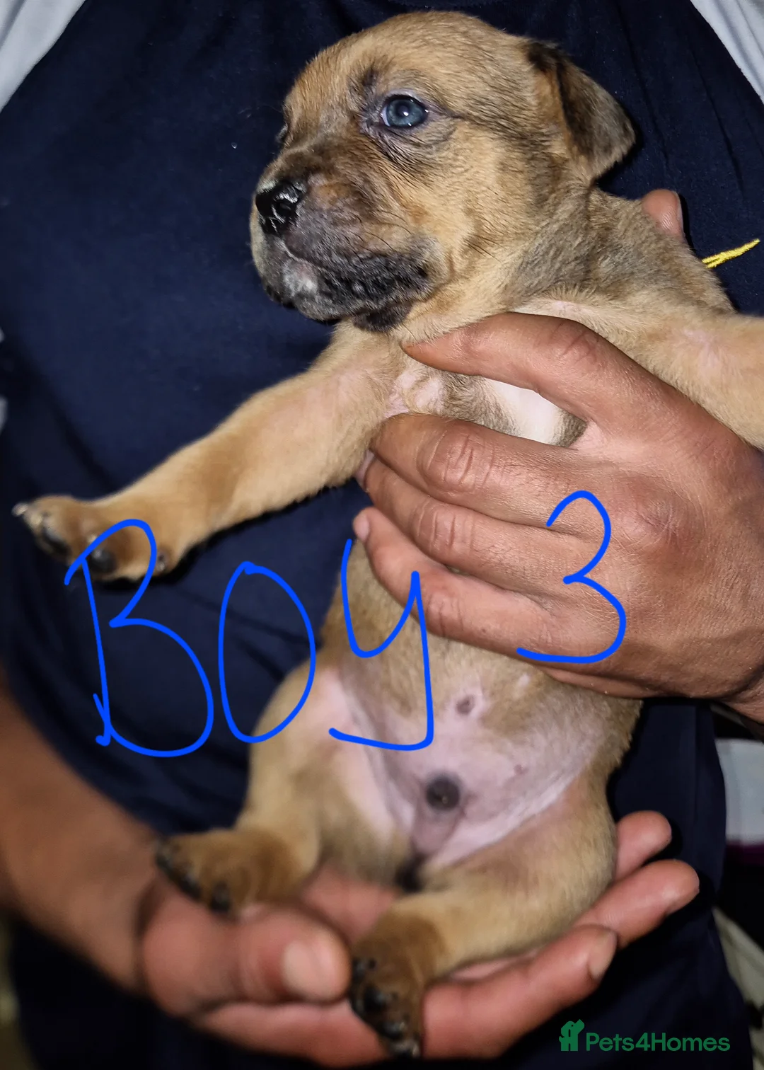 Mixed Breed dogs for sale: 10 beautiful cane corso cross bullmastiff puppies - Advert 11