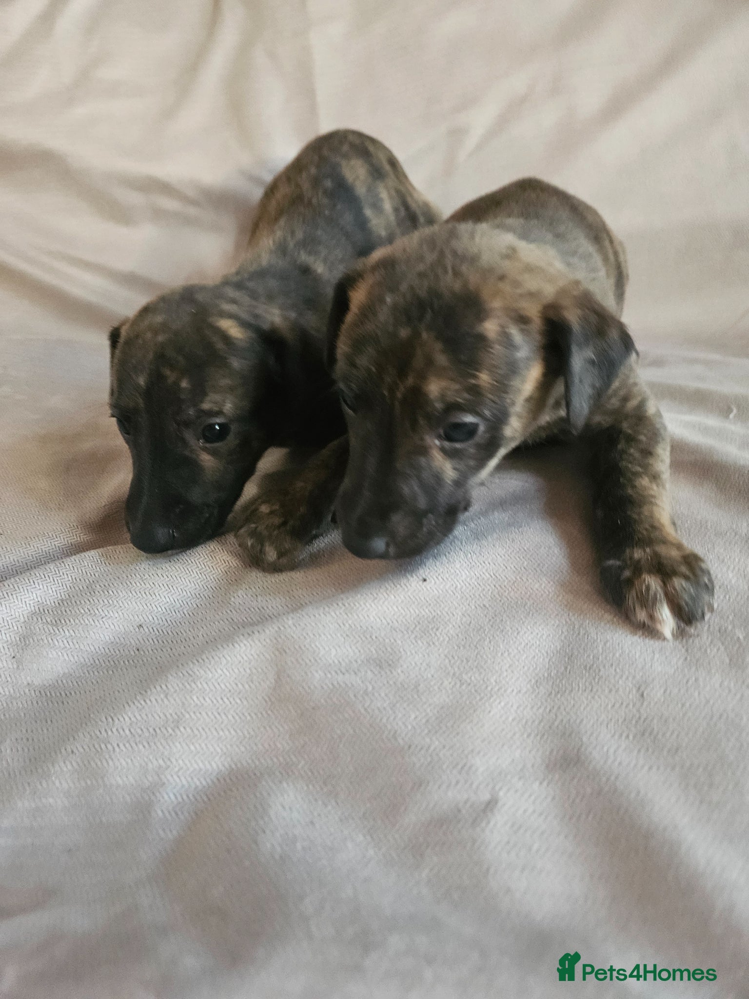 Whippet dogs KC Whippet Puppies waiting for your offer - Advert 1