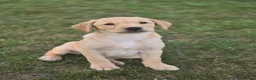 Labrador Retriever dogs for sale: Labarador bitch pup in Pulborough - Advert 1