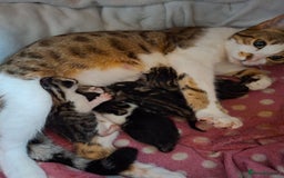 Bengal cats for sale: Beautiful Bengal X kittens  - Image 2