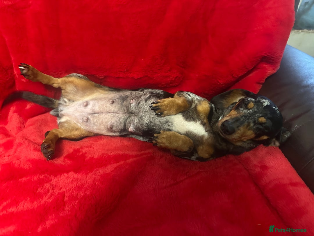 Miniature Dachshund dogs for sale: 3 Mini Minature Dachshunds - Advert 1