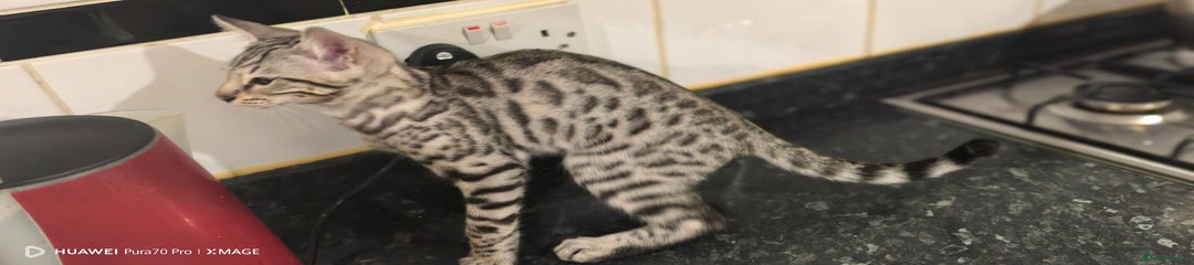Bengal Kitten 1