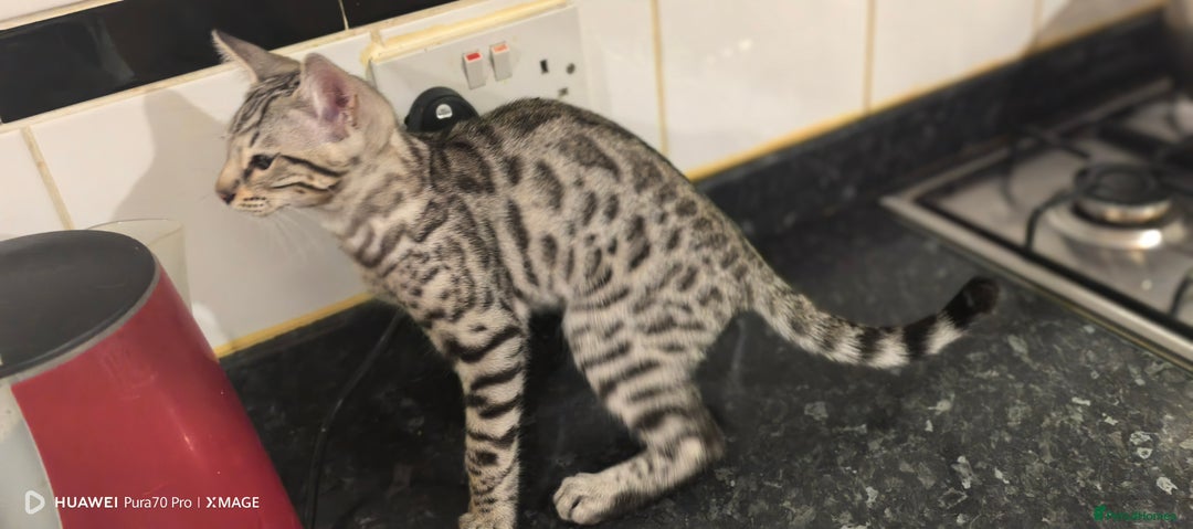 Bengal cats for sale: Purebred Silver and Snow bengals babies.  - Image 5