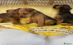 Lakeland Terrier dogs for sale: Lakeland terrier  - Image 7