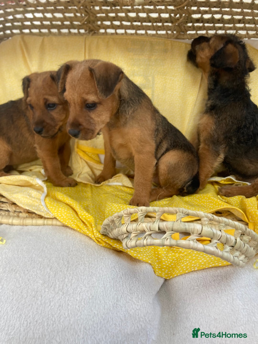 Lakeland Terrier dogs for sale: Lakeland terrier  - Image 7