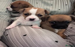 Jack Chi dogs for sale: Jack-chi puppies - Advert 23