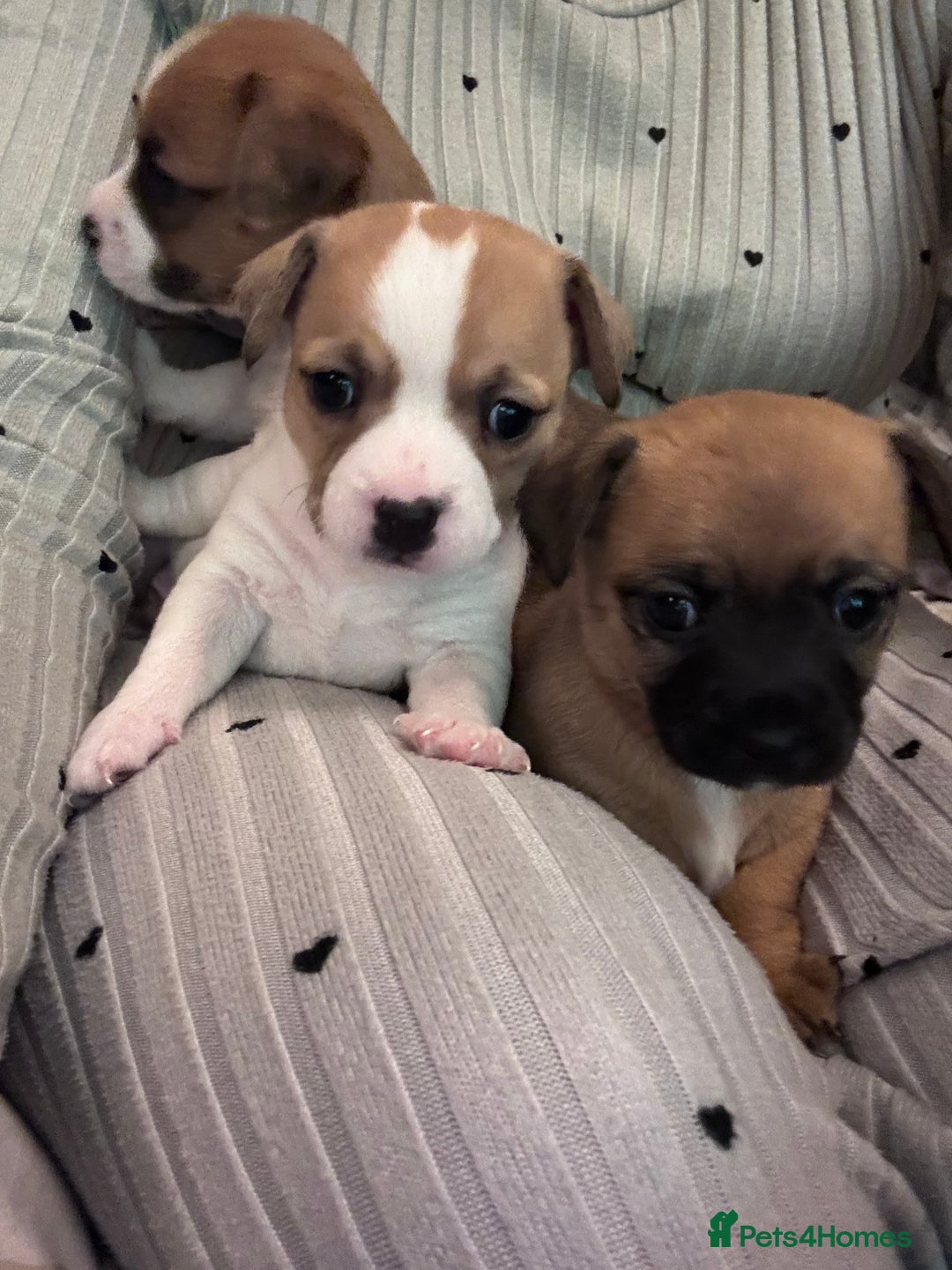 Jack Chi dogs for sale: Jack-chi puppies - Advert 23