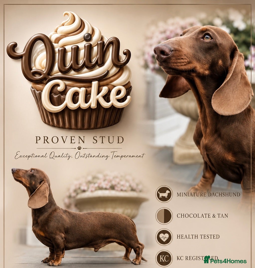 Miniature Dachshund dogs 🤎 Quinn Cake – Miniature Dachshund Stud 🤎 - Advert 3
