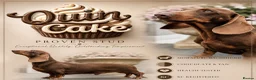 Miniature Dachshund dogs for stud: 🤎 Quinn Cake – Miniature Dachshund Stud 🤎 - Advert 1